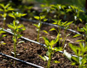 Nawadnianie roślin linią kroplującą