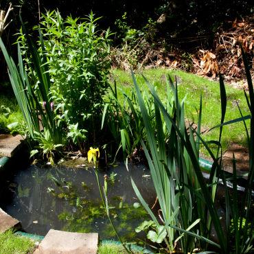 Ogrodowe oczko wodne