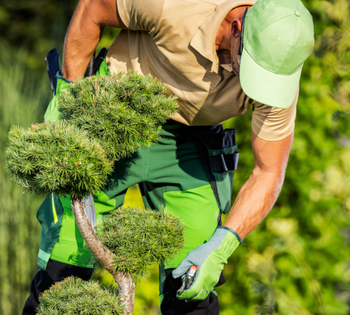Ogrodnik przycinający drzewo
